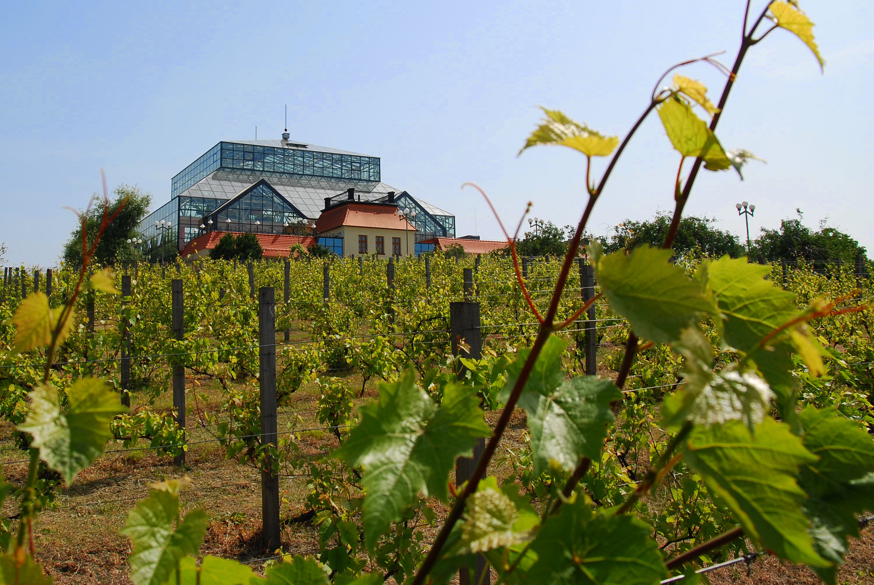 Weinberg und Palmenhaus